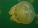 Jellyfish Lake in Palau